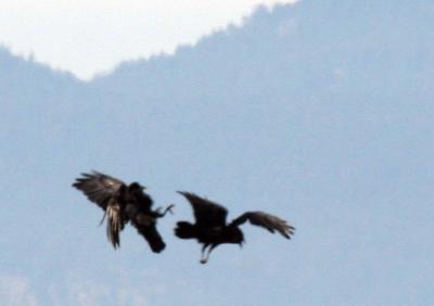 3-10 ravens 3071.jpg