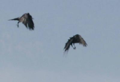 3-10 ravens 3072.jpg