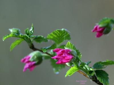 3-10 salmonberry  2963.jpg