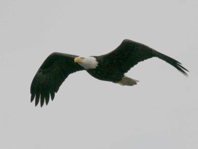 3-11 eagle 3245.jpg