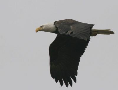 3-11 eagle 3256.jpg