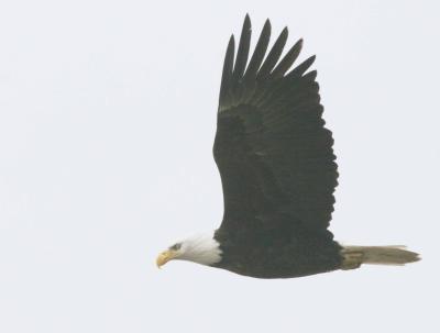 3-11 eagle 3257.jpg