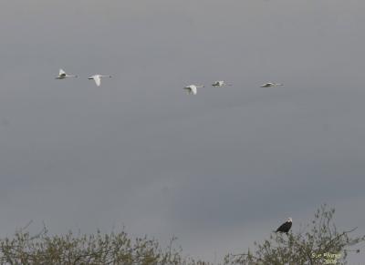 3-11 swans +3189.jpg