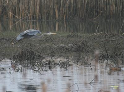 3-11 heron 3105.jpg