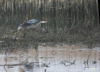 3-11 heron 3107.jpg