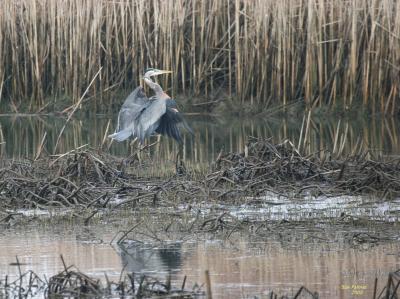 3-11 heron3109.jpg