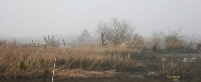 3-11 inner marsh 3118.jpg