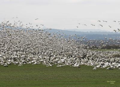 3-11 geese 3272.jpg