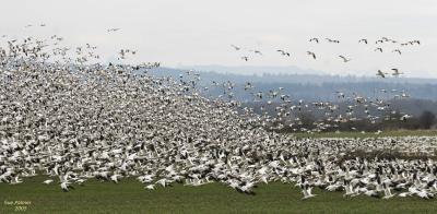 3-11 Goose patterns 3273.jpg