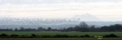 3-11 goose patterns 3185.jpg