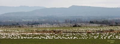 3-11 goose patterns 3259.jpg