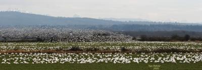 3-11 goose patterns 3261.jpg