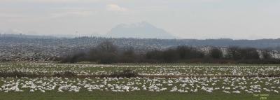 3-11 goose patterns 3262.jpg