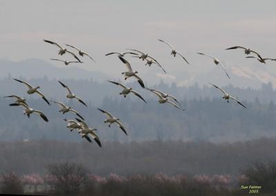 3-11 geese 3210.jpg