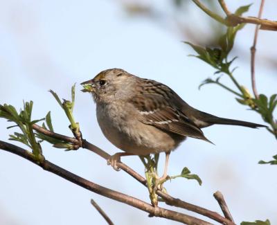 3-10 gc sparrow 2996.jpg