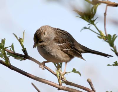 3-10 gc sparrow 2998.jpg