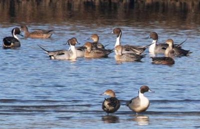 2-8 pintails tight crop  5569.jpg