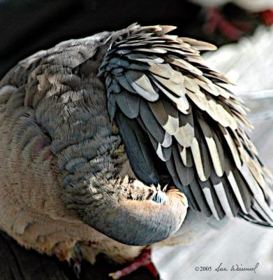 Feathers