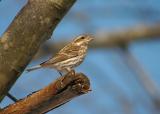 House finch