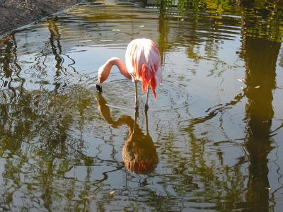 wild_animal_park