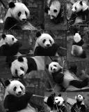 Panda 1 BW.