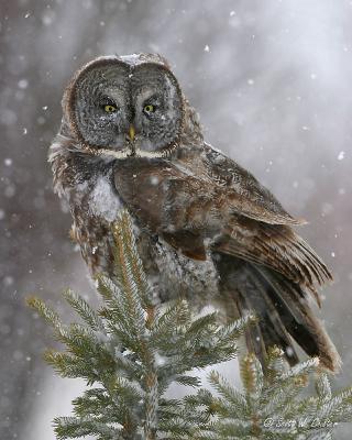 Great Grey Owl in snow storm