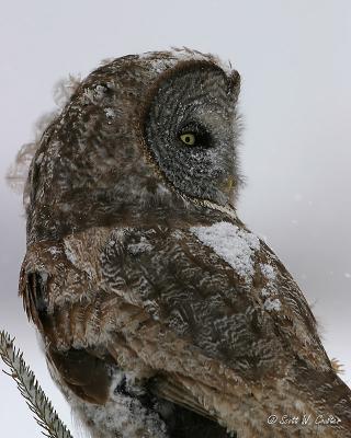 Great Grey Owl in snow storm