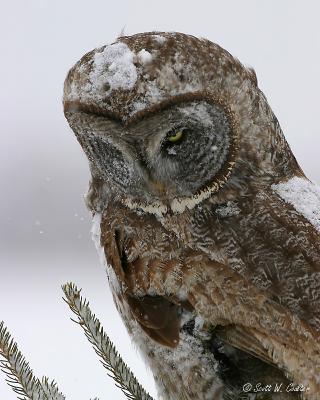 Great Grey Owl in snow storm