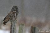 Great Grey Owl in snow storm