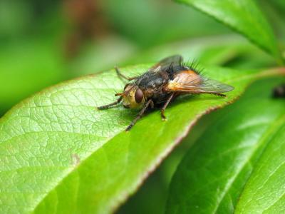 bzzzz