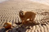 Orchard Beach Dog