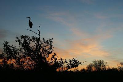 Florida Everglades
