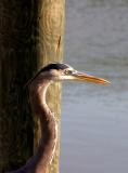 Florida Everglades
