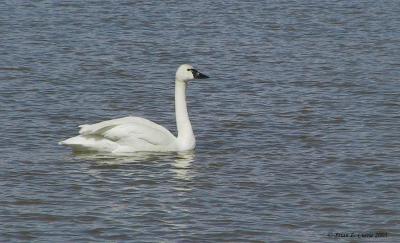 Swan without CA.jpg