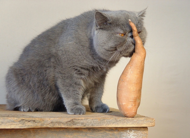 Cat + Sweet Potato