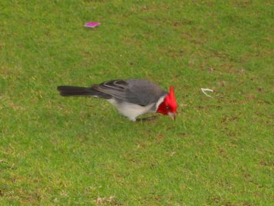 Cardinal on Kauai