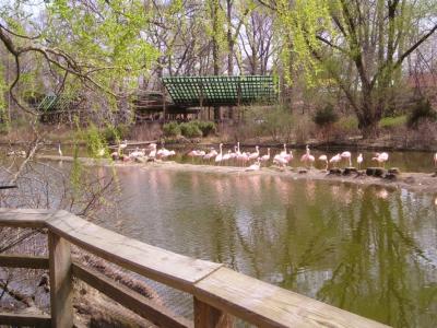 u25/terryballard/medium/40715338.Flamingoes2.jpg