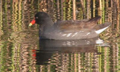 Common Gallinule