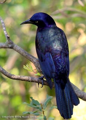 24009  Grackle