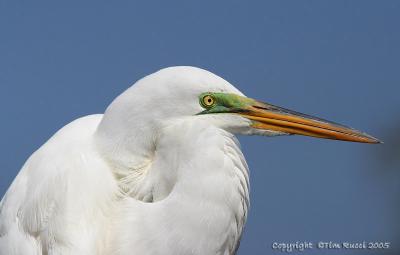 23994  Great Egret