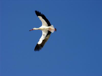 Stork in flight .. at ISO 50 ... not really sharp ...