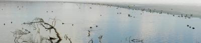Lake Greifensee near Maur ZH, end of ice cover with waterfowl