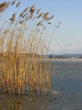 Lake Greifensee, frozen