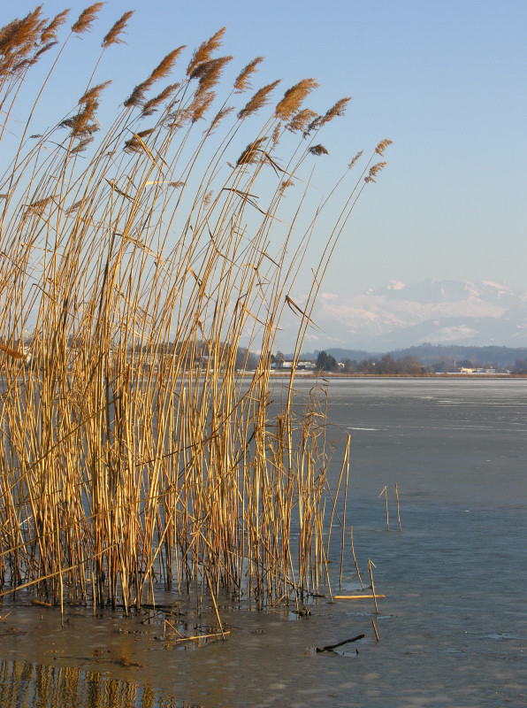 Lake Greifensee, frozen