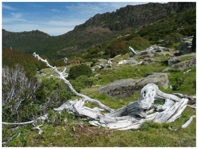 Dead Tree