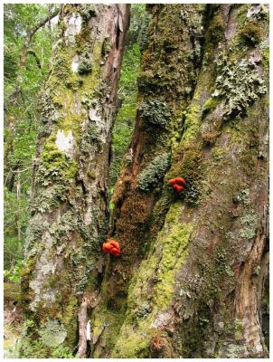 Unknown vegetation (6)