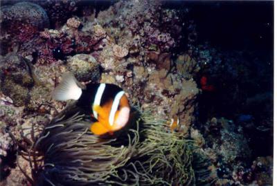 Another Clown Fish in the Okinawan Waters