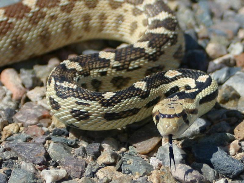 Gopher Snake