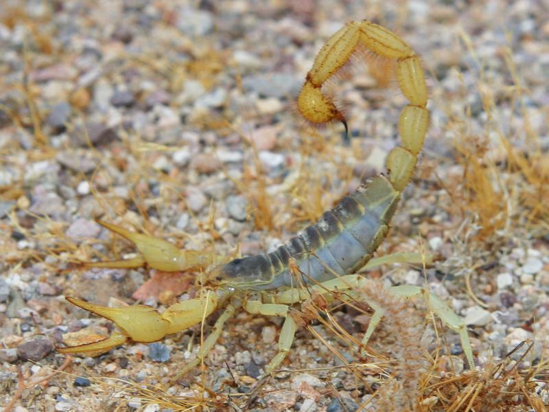Scorpion