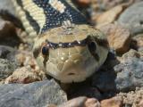 Gopher Snake